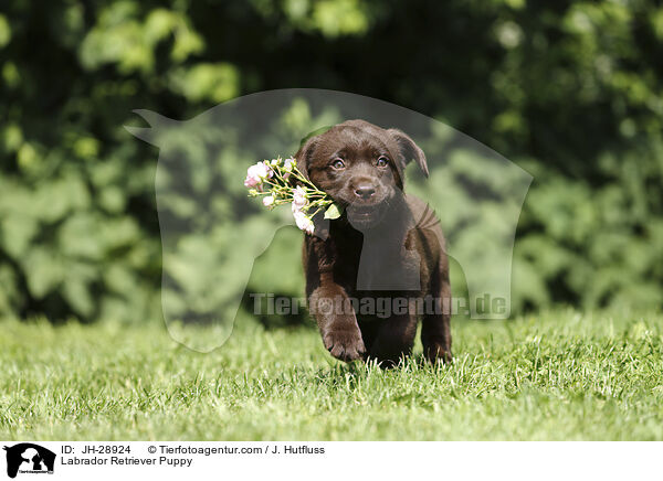 Labrador Retriever Puppy / JH-28924