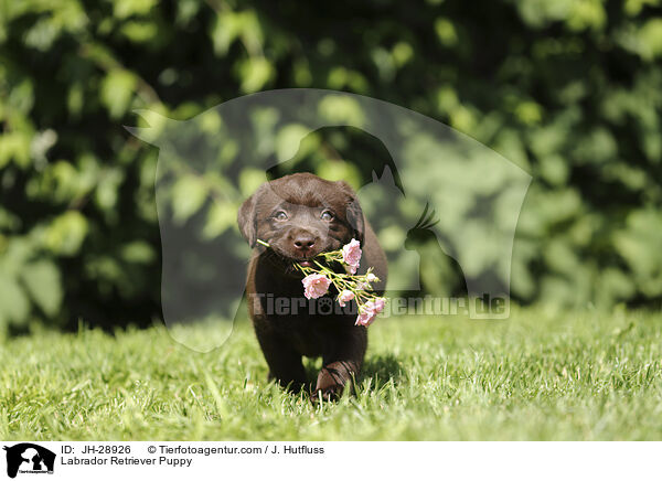 Labrador Retriever Puppy / JH-28926