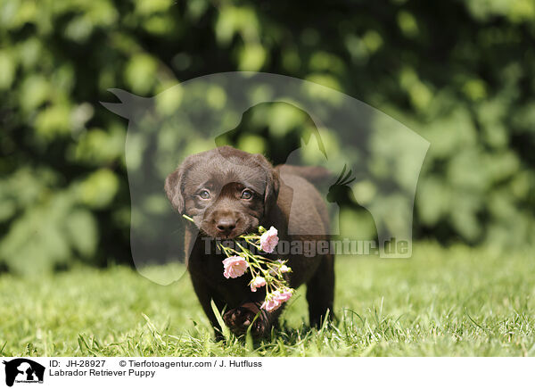 Labrador Retriever Puppy / JH-28927