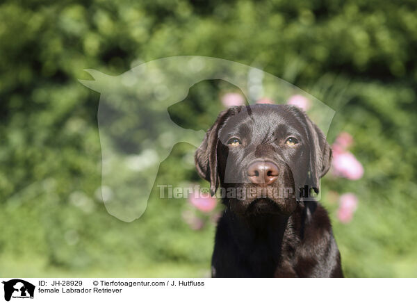 female Labrador Retriever / JH-28929