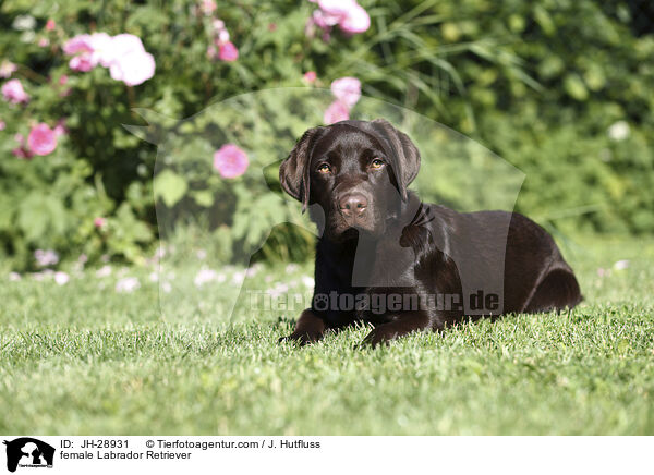 female Labrador Retriever / JH-28931