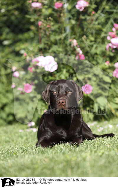 female Labrador Retriever / JH-28935