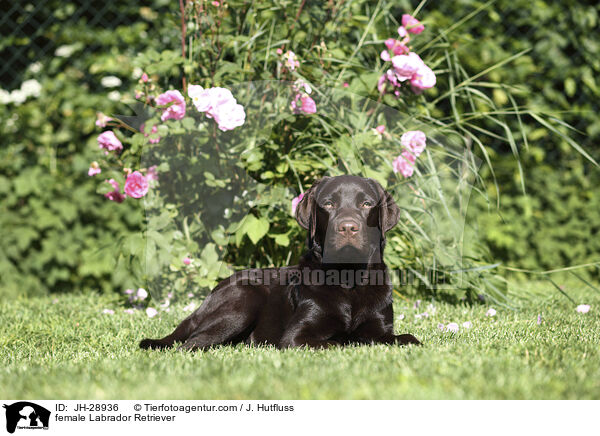 female Labrador Retriever / JH-28936