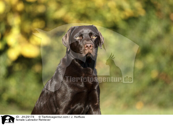female Labrador Retriever / JH-29178