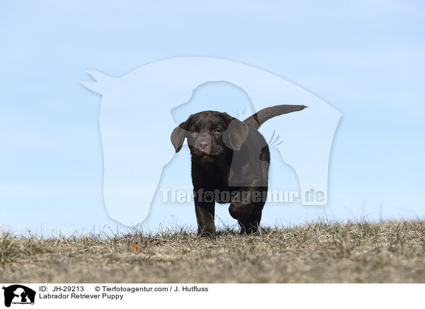 Labrador Retriever Puppy / JH-29213