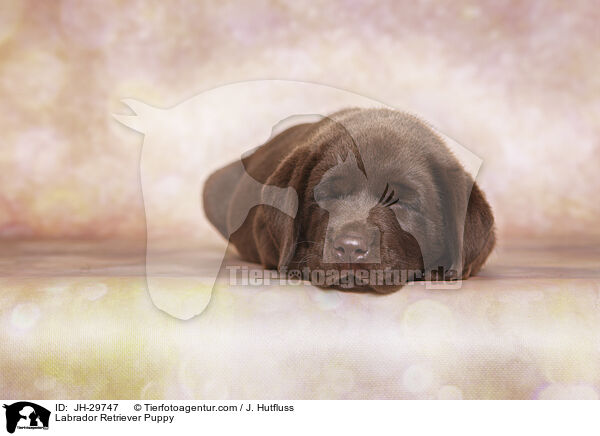 Labrador Retriever Puppy / JH-29747