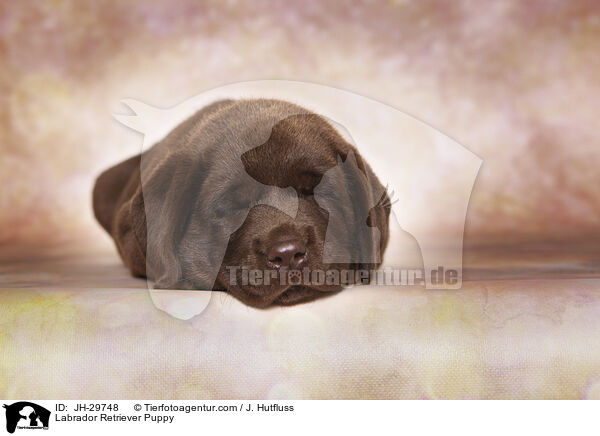 Labrador Retriever Puppy / JH-29748