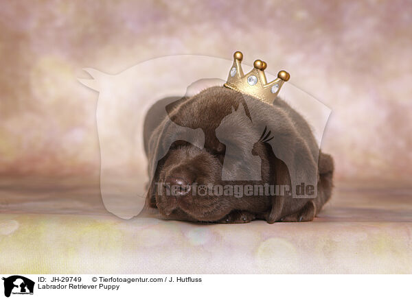 Labrador Retriever Puppy / JH-29749