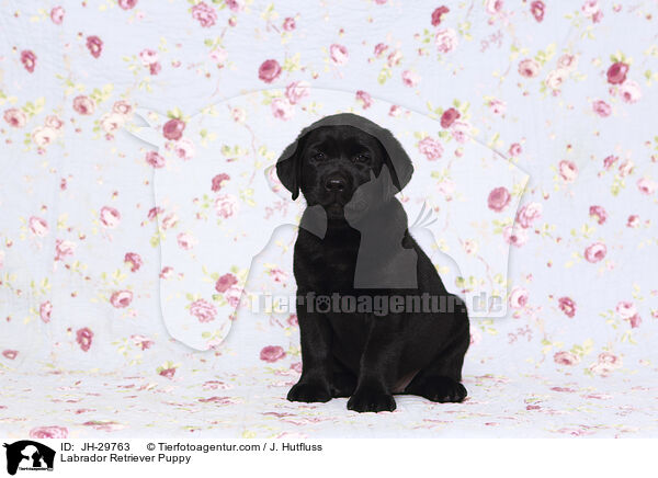 Labrador Retriever Welpe / Labrador Retriever Puppy / JH-29763