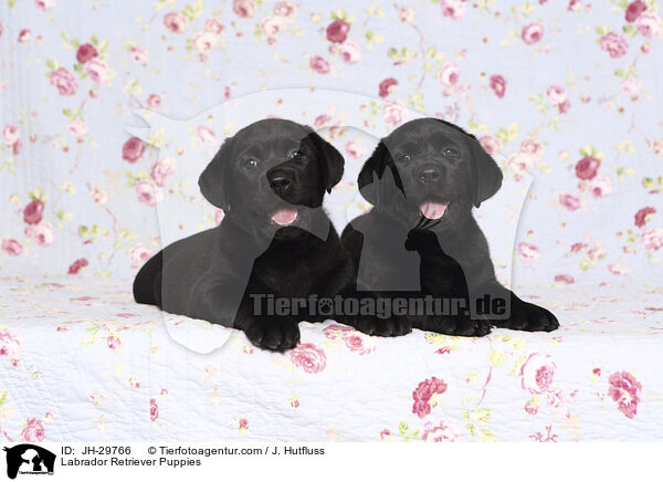 Labrador Retriever Welpen / Labrador Retriever Puppies / JH-29766