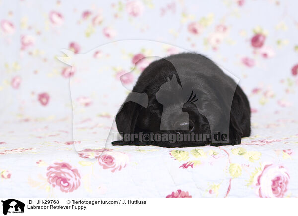 Labrador Retriever Welpe / Labrador Retriever Puppy / JH-29768