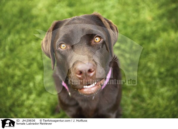 female Labrador Retriever / JH-29836