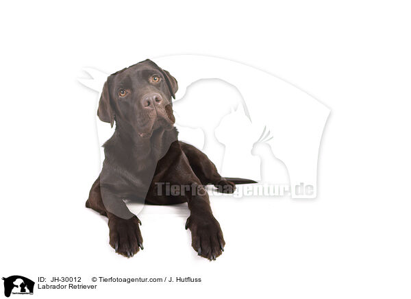 Labrador Retriever / JH-30012