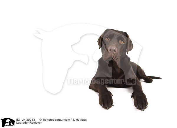 Labrador Retriever / JH-30013