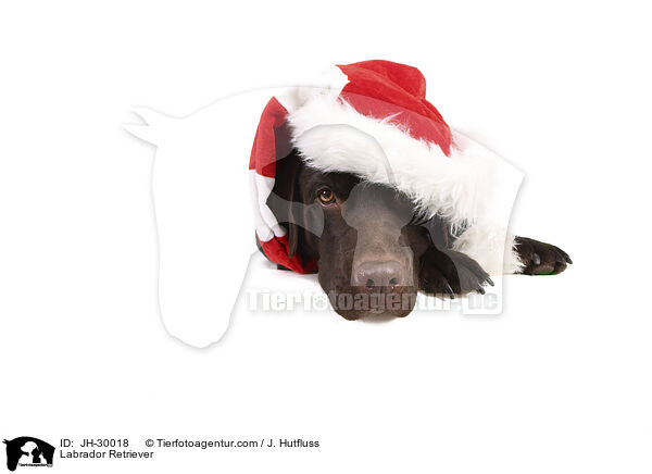 Labrador Retriever / JH-30018