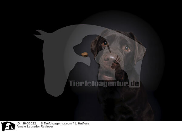 female Labrador Retriever / JH-30022