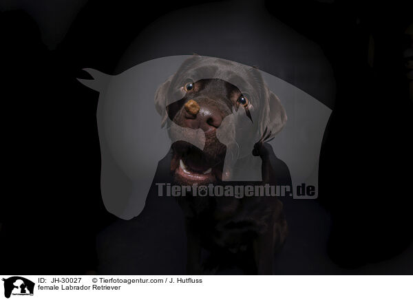 female Labrador Retriever / JH-30027
