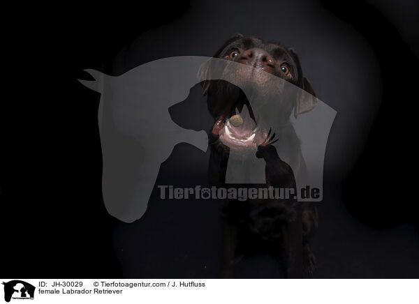 female Labrador Retriever / JH-30029