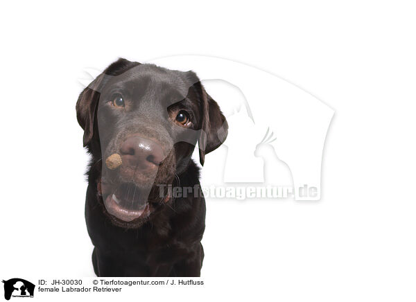 female Labrador Retriever / JH-30030
