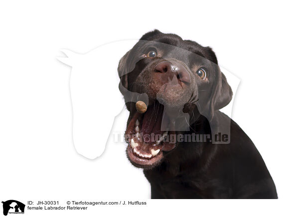 female Labrador Retriever / JH-30031