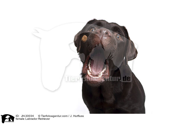 female Labrador Retriever / JH-30034