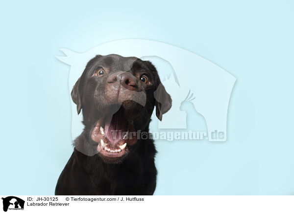 Labrador Retriever / JH-30125
