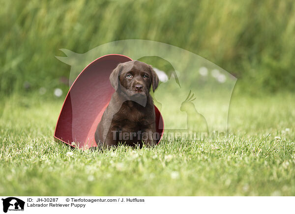 Labrador Retriever Puppy / JH-30287