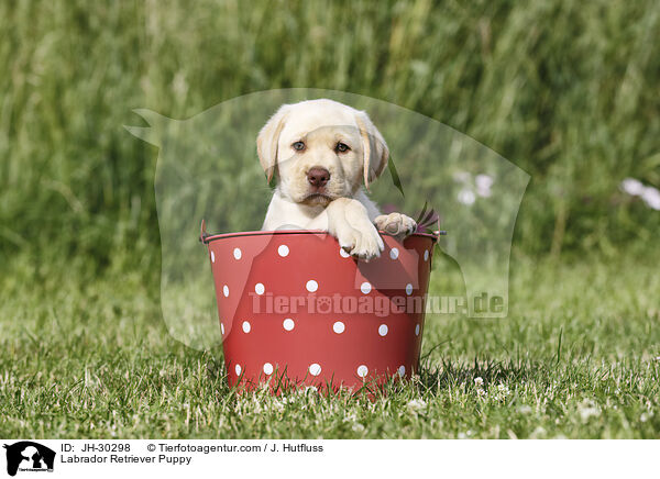 Labrador Retriever Welpe / Labrador Retriever Puppy / JH-30298