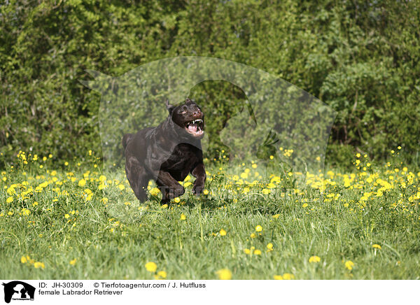 female Labrador Retriever / JH-30309
