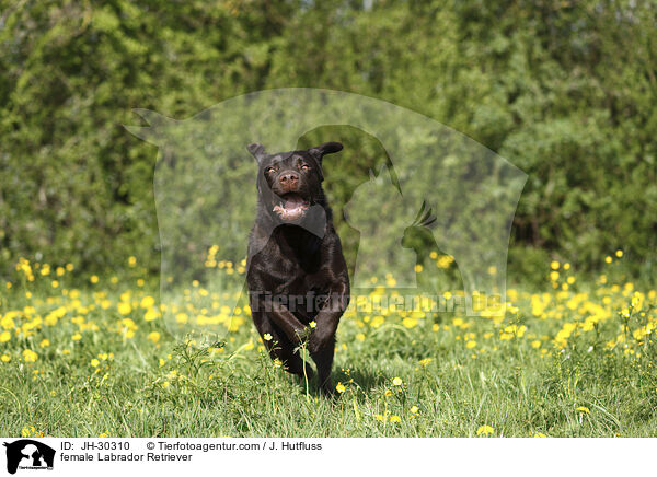 female Labrador Retriever / JH-30310