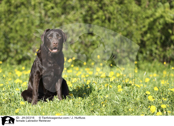 female Labrador Retriever / JH-30316