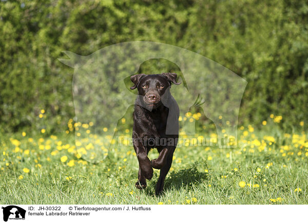 female Labrador Retriever / JH-30322