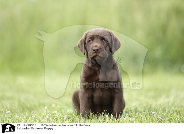 Labrador Retriever Welpe / Labrador Retriever Puppy / JH-30333