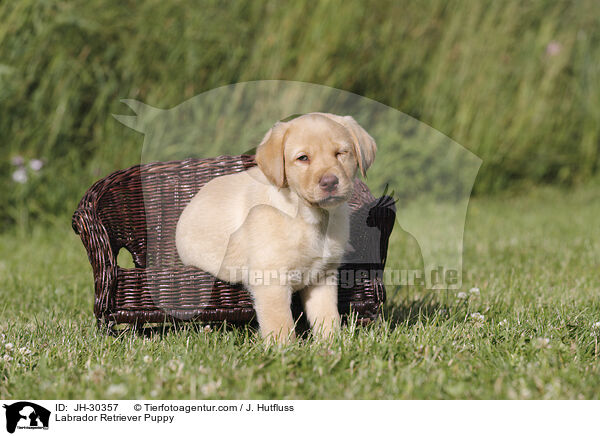 Labrador Retriever Puppy / JH-30357
