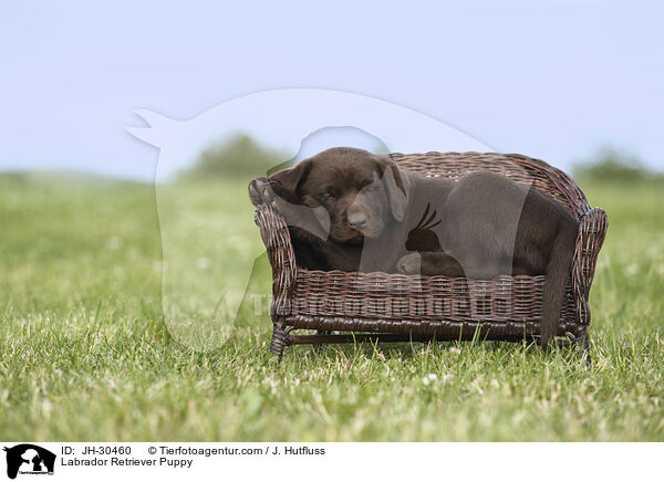 Labrador Retriever Puppy / JH-30460