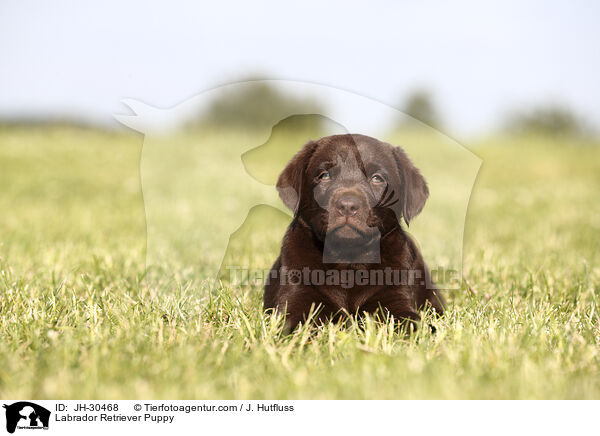 Labrador Retriever Puppy / JH-30468
