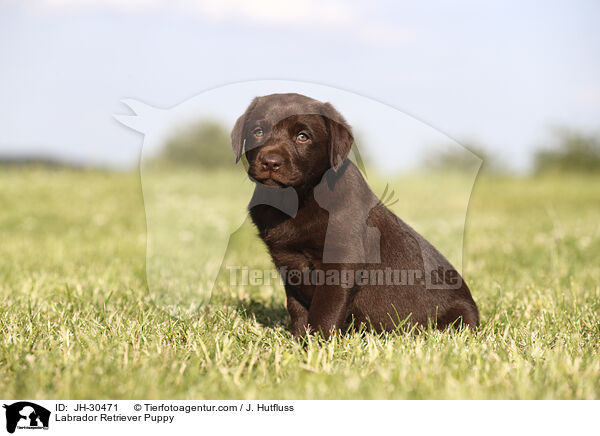 Labrador Retriever Puppy / JH-30471