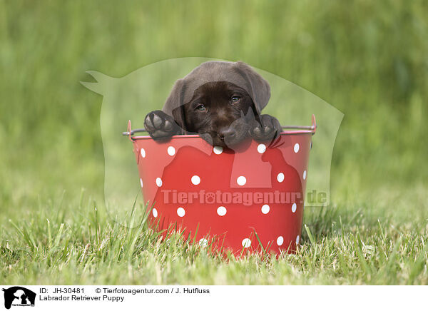 Labrador Retriever Puppy / JH-30481