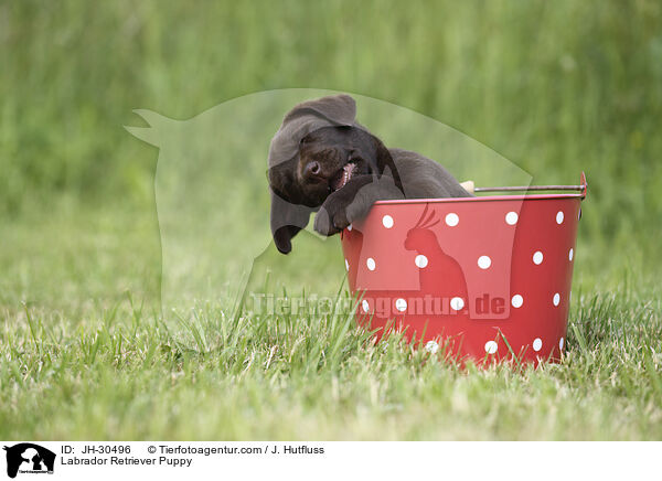 Labrador Retriever Puppy / JH-30496