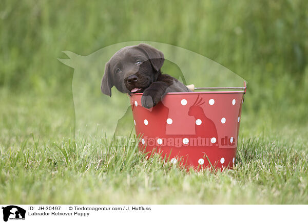 Labrador Retriever Welpe / Labrador Retriever Puppy / JH-30497