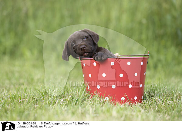 Labrador Retriever Puppy / JH-30498