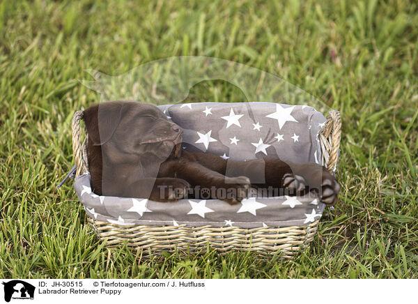 Labrador Retriever Puppy / JH-30515