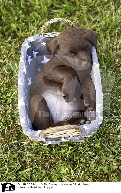 Labrador Retriever Puppy / JH-30524