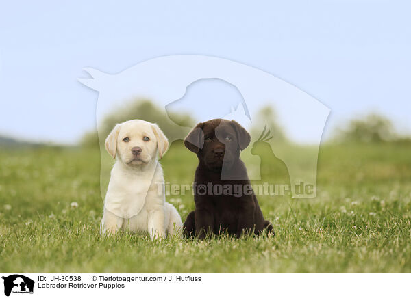 Labrador Retriever Puppies / JH-30538