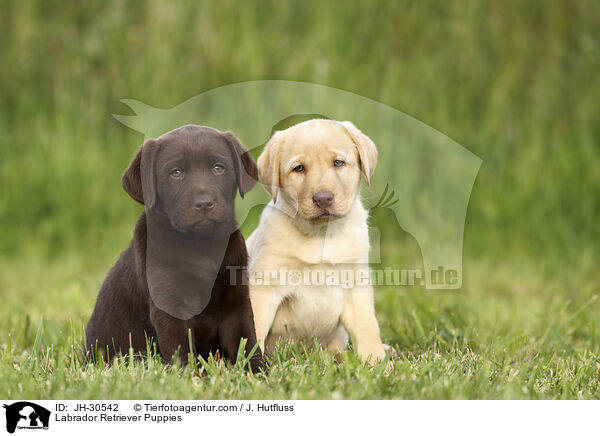Labrador Retriever Puppies / JH-30542