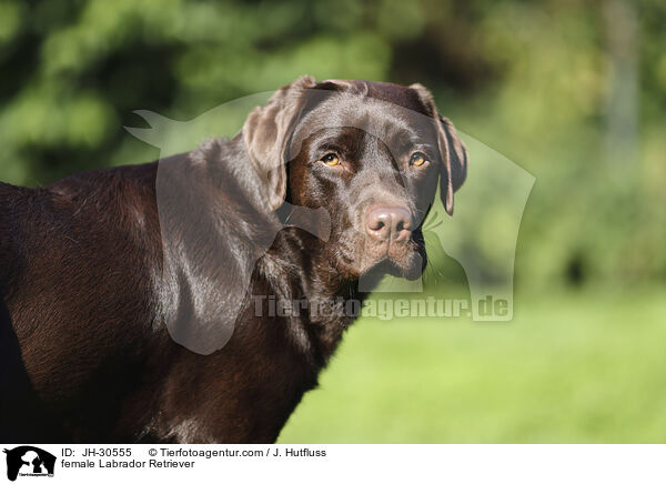 female Labrador Retriever / JH-30555