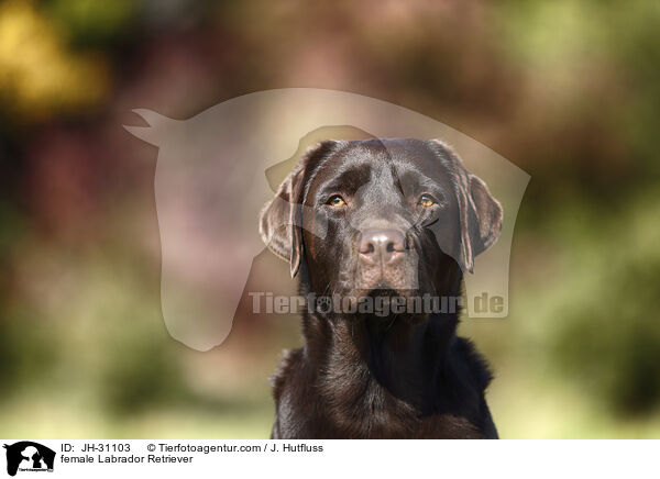 female Labrador Retriever / JH-31103