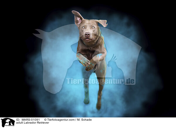 adult Labrador Retriever / MARS-01091