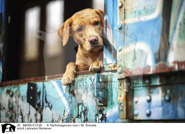 adult Labrador Retriever / MARS-01238