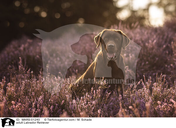 adult Labrador Retriever / MARS-01240